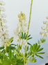 Lupin - Lupinus polyphyllus 'Legendary White Shades'