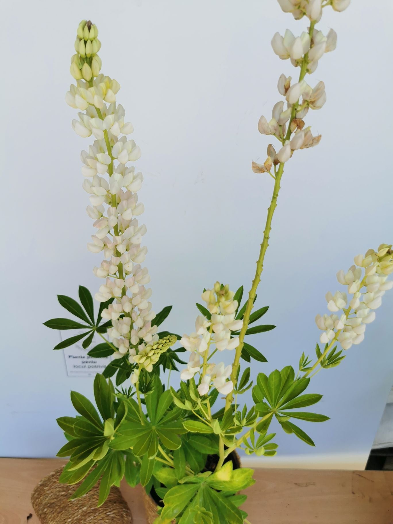 Lupin - Lupinus polyphyllus 'Legendary White Shades'