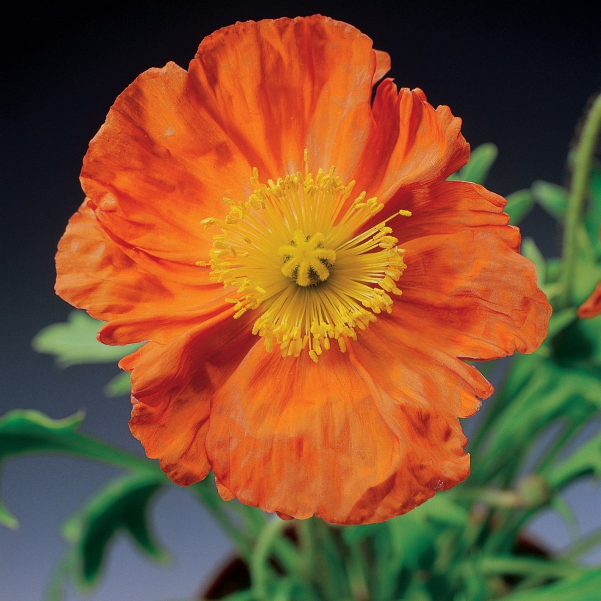 Mac islandez - Papaver nudicaule 'Pop - up Orange' - DocaPerene