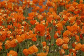 Mac islandez - Papaver nudicaule 'Pop - up Orange' - DocaPerene