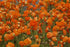 Mac islandez - Papaver nudicaule 'Pop - up Orange' - DocaPerene