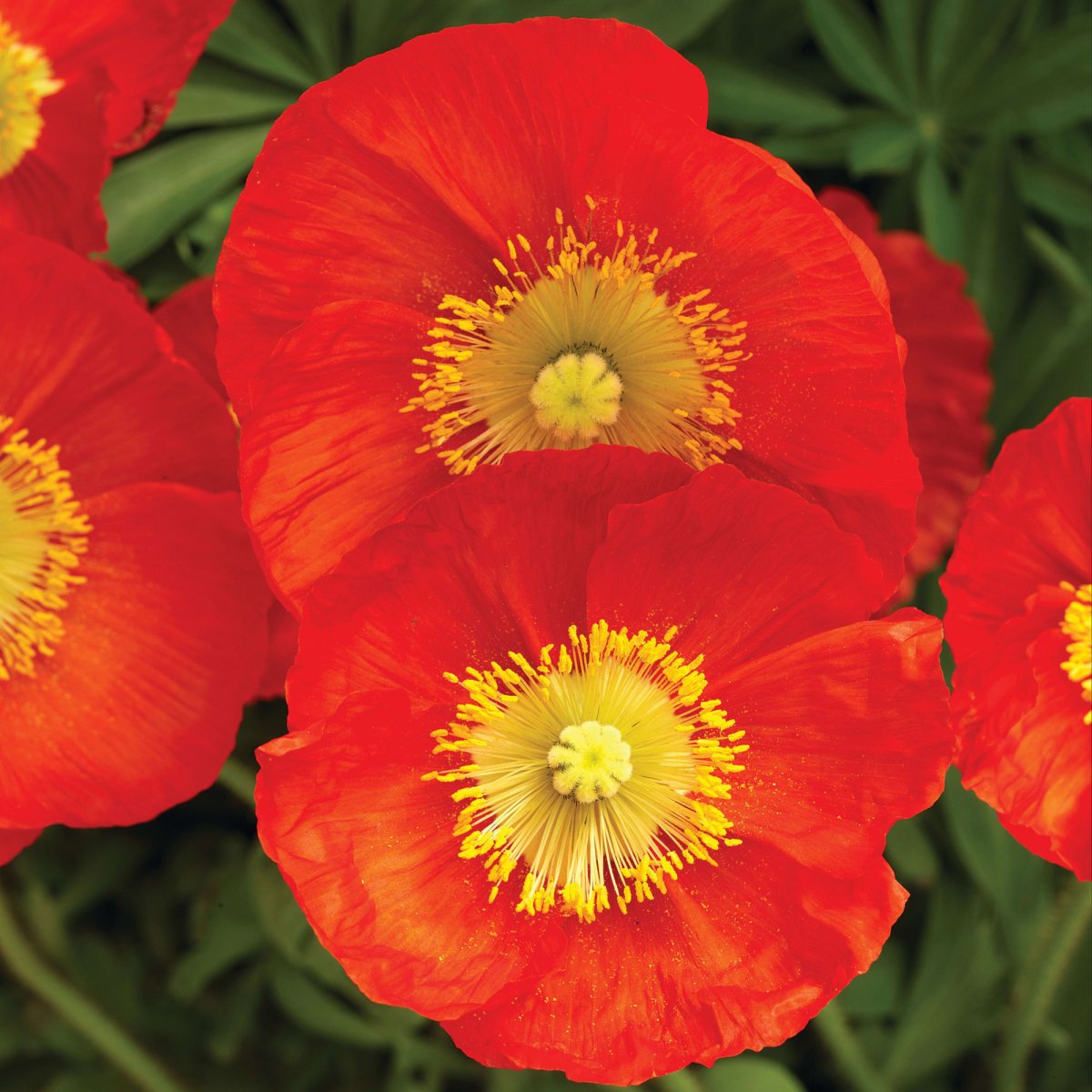 Mac islandez - Papaver nudicaule 'Pop - up Red' - DocaPerene