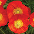 Mac islandez - Papaver nudicaule 'Pop - up Red' - DocaPerene