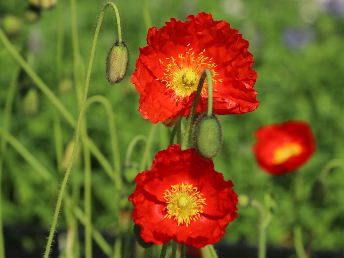 Mac islandez - Papaver nudicaule 'Pop - up Red' - DocaPerene