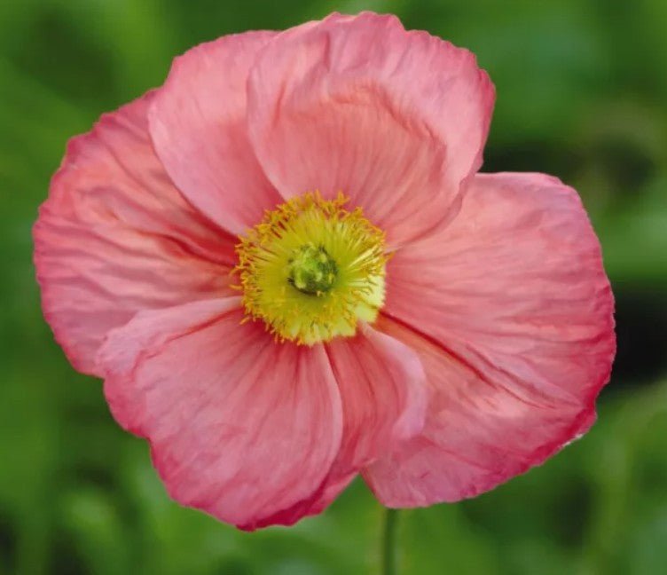 Mac islandez - Papaver nudicaule 'Pop - up Rose' - DocaPerene