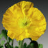 Mac islandez - Papaver nudicaule 'Pop - up Yellow' - DocaPerene