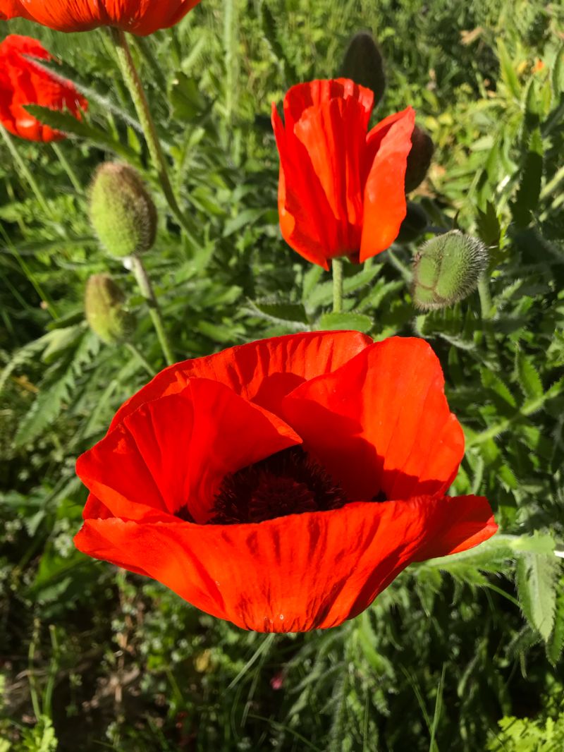Mac pitic - Papaver orientale Nana Allegro - DocaPerene