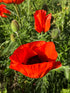 Mac pitic - Papaver orientale Nana Allegro - DocaPerene