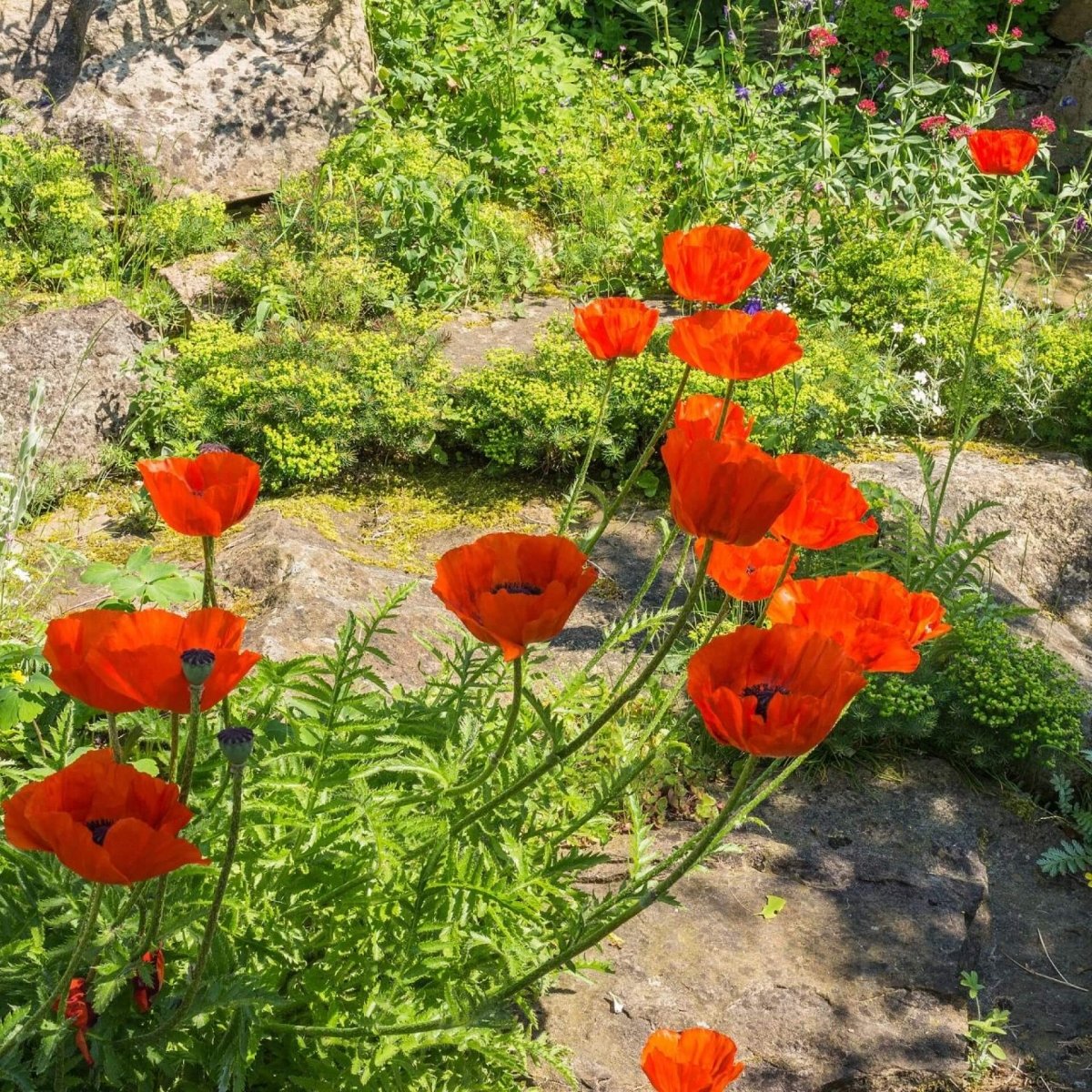 Mac pitic - Papaver orientale Nana Allegro - DocaPerene