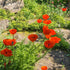 Mac pitic - Papaver orientale Nana Allegro - DocaPerene