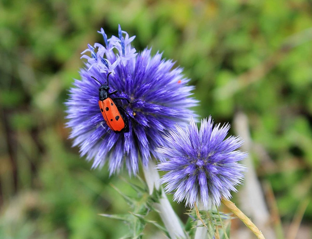 Măciuca ciobanului – Echinops bannaticus 'Blue Globe' - DocaPerene