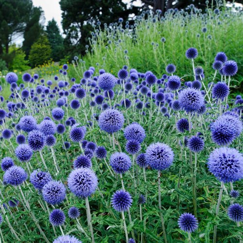 Măciuca ciobanului – Echinops bannaticus 'Blue Globe' - DocaPerene