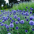 Măciuca ciobanului – Echinops bannaticus 'Blue Globe' - DocaPerene
