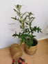 Măciuca Ciobanului - Echinops Ritro - DocaPerene