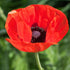 Macul oriental - Papaver orientale Allegro - DocaPerene