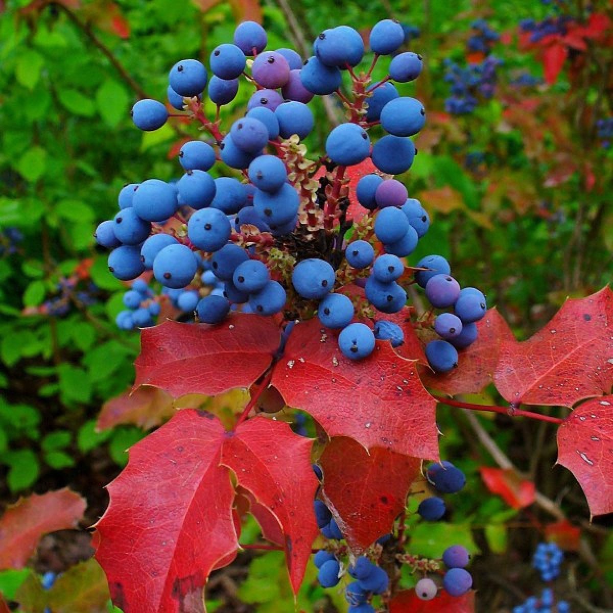 Mahonie - Mahonia aquifolium - DocaPerene