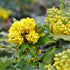 Mahonie - Mahonia aquifolium - DocaPerene