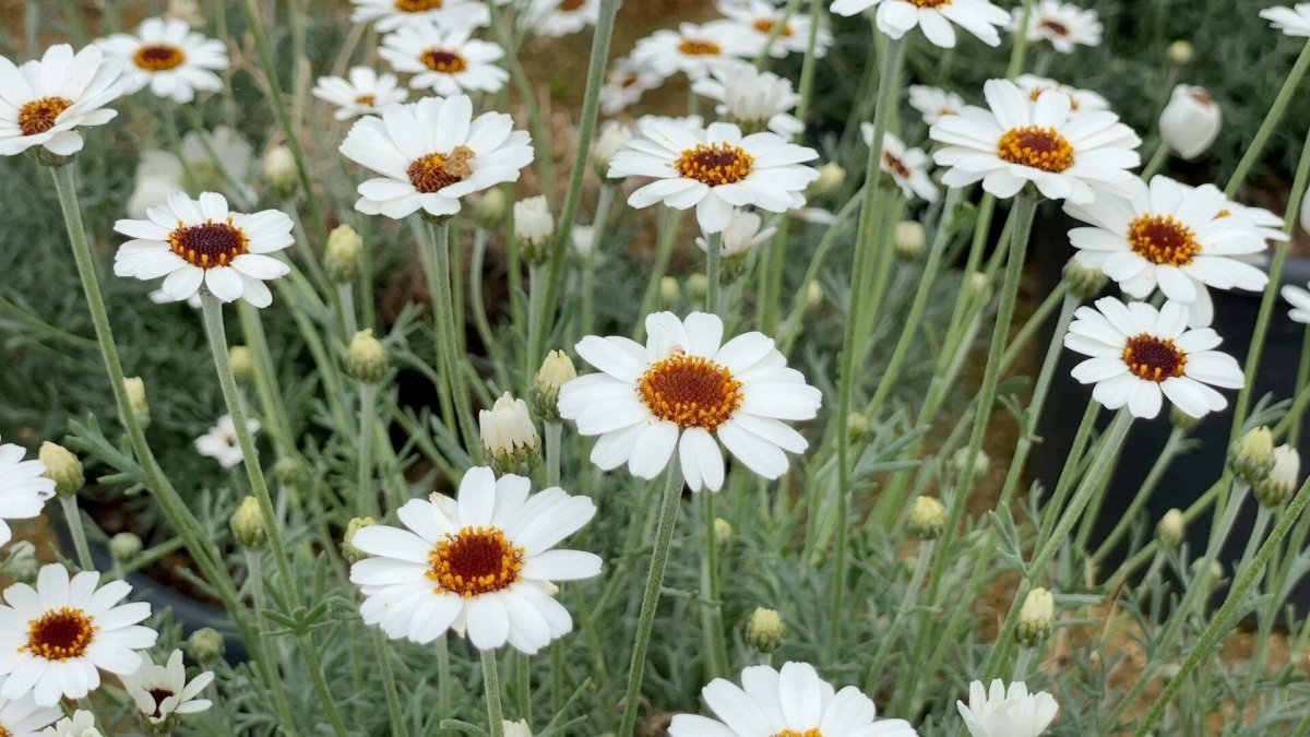 Margareta marocană albă - Rhodanthemum hosmariense Casablanca - DocaPerene