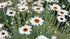 Margareta marocană albă - Rhodanthemum hosmariense Casablanca - DocaPerene