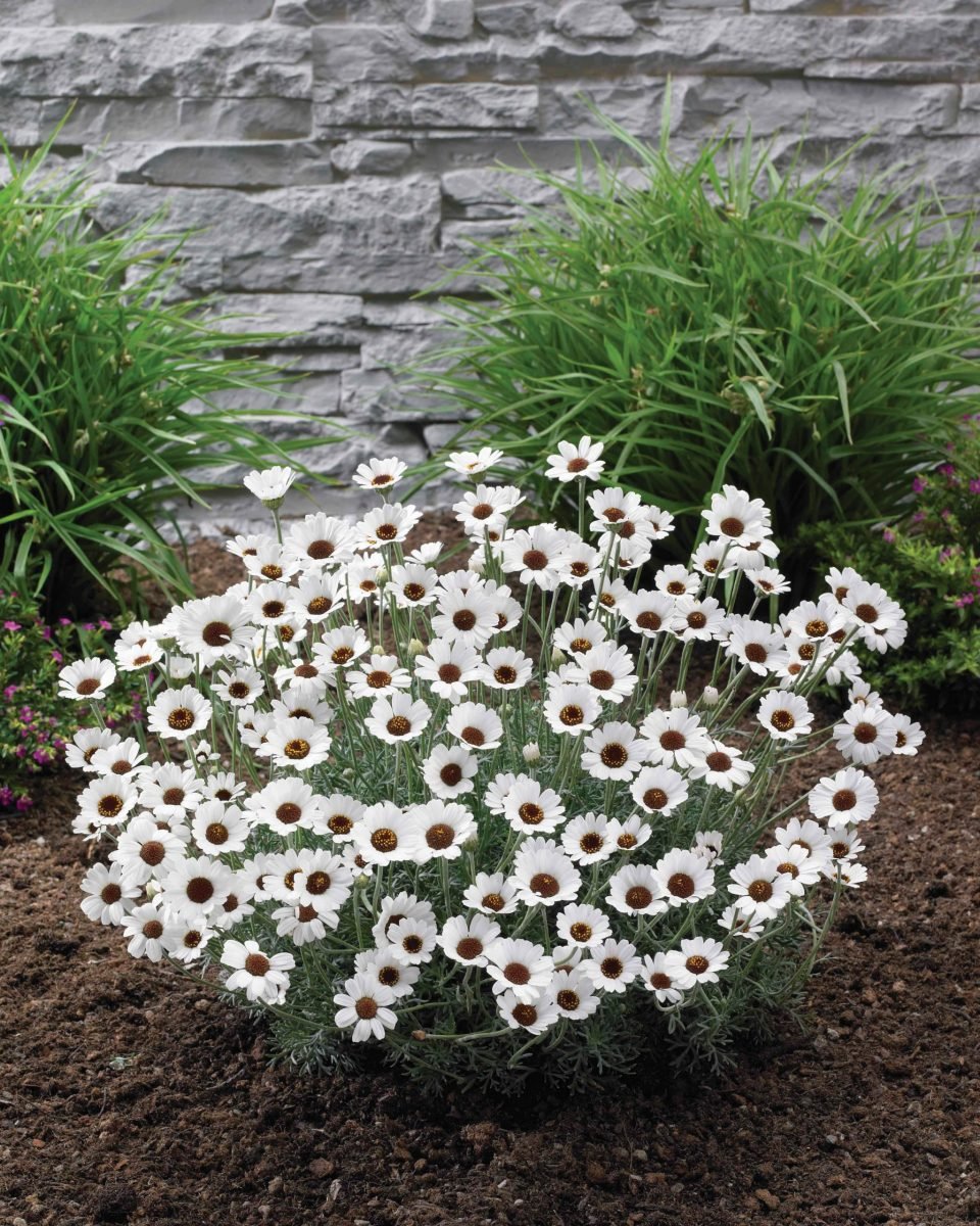 Margareta marocană albă - Rhodanthemum hosmariense Casablanca - DocaPerene