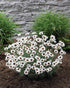 Margareta marocană albă - Rhodanthemum hosmariense Casablanca - DocaPerene