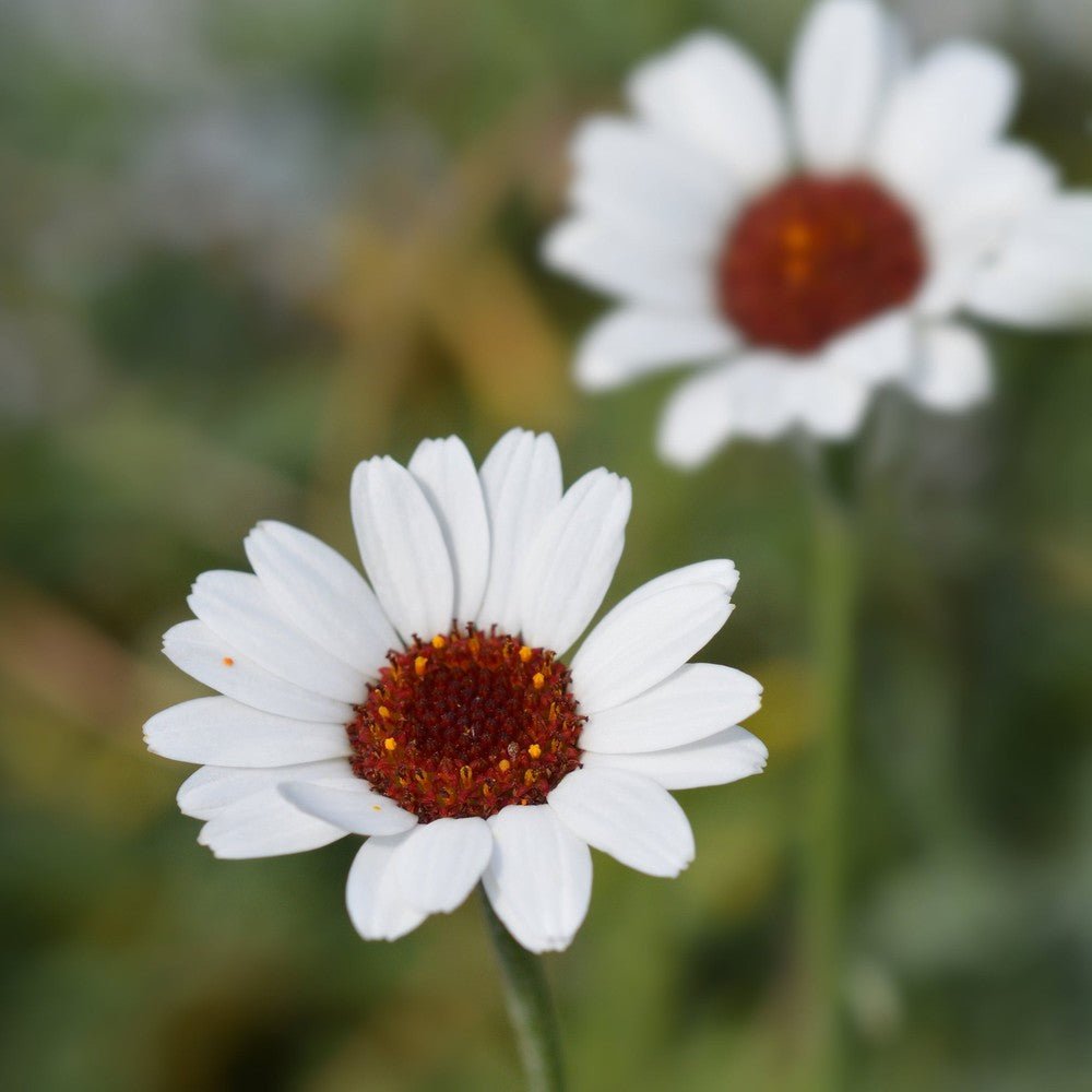 Margareta marocană albă - Rhodanthemum hosmariense Casablanca - DocaPerene