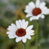 Margareta marocană albă - Rhodanthemum hosmariense Casablanca - DocaPerene