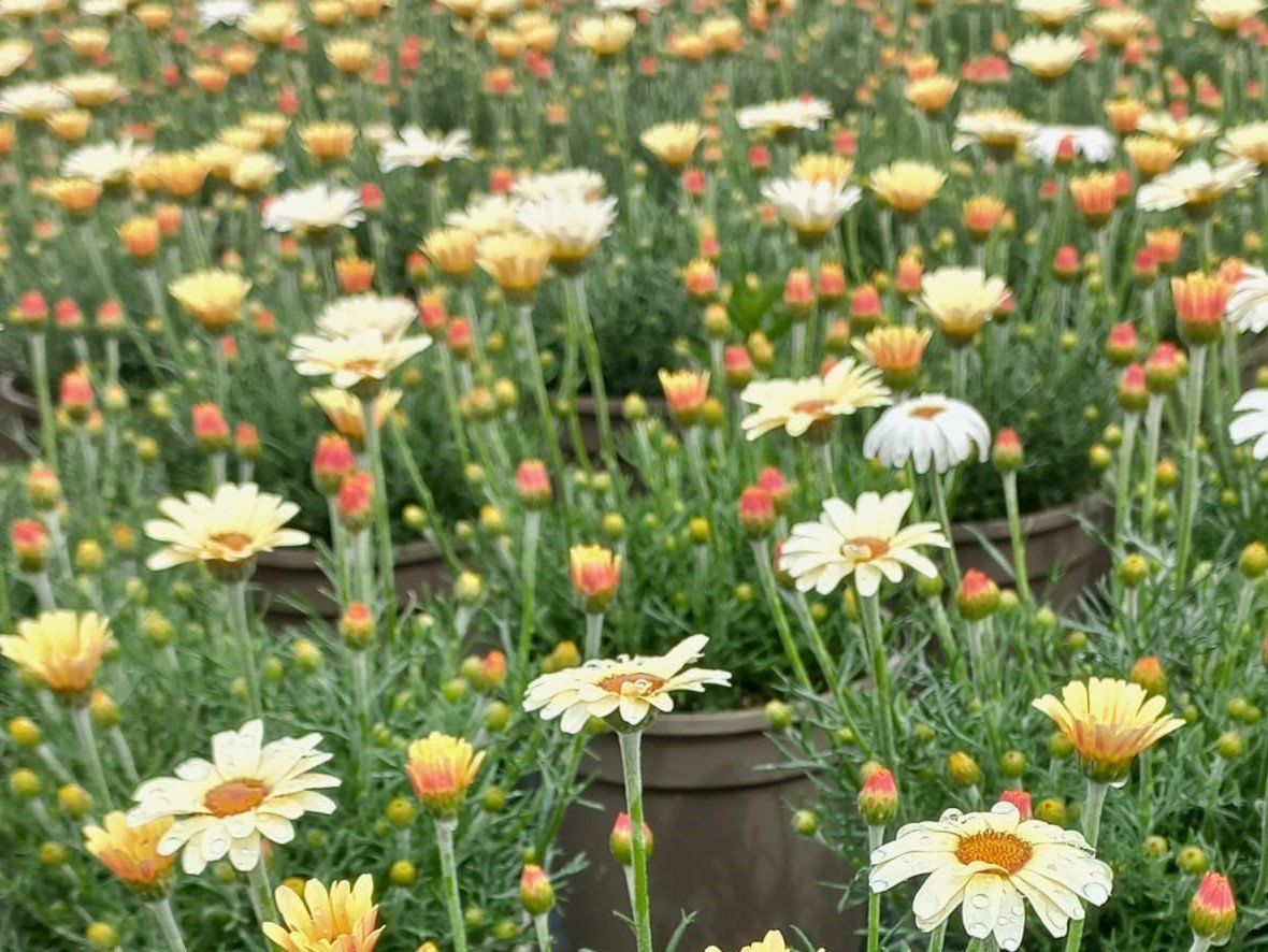 Margareta marocană galbenă - Rhodanthemum hosmariense Zagora® Yellow - DocaPerene