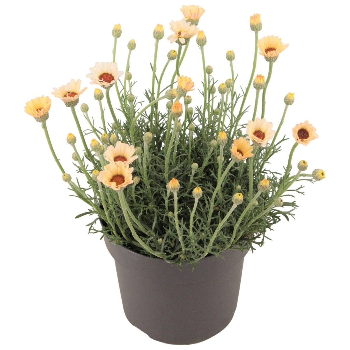 Margareta marocană galbenă - Rhodanthemum hosmariense Zagora® Yellow - DocaPerene