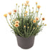 Margareta marocană galbenă - Rhodanthemum hosmariense Zagora® Yellow - DocaPerene