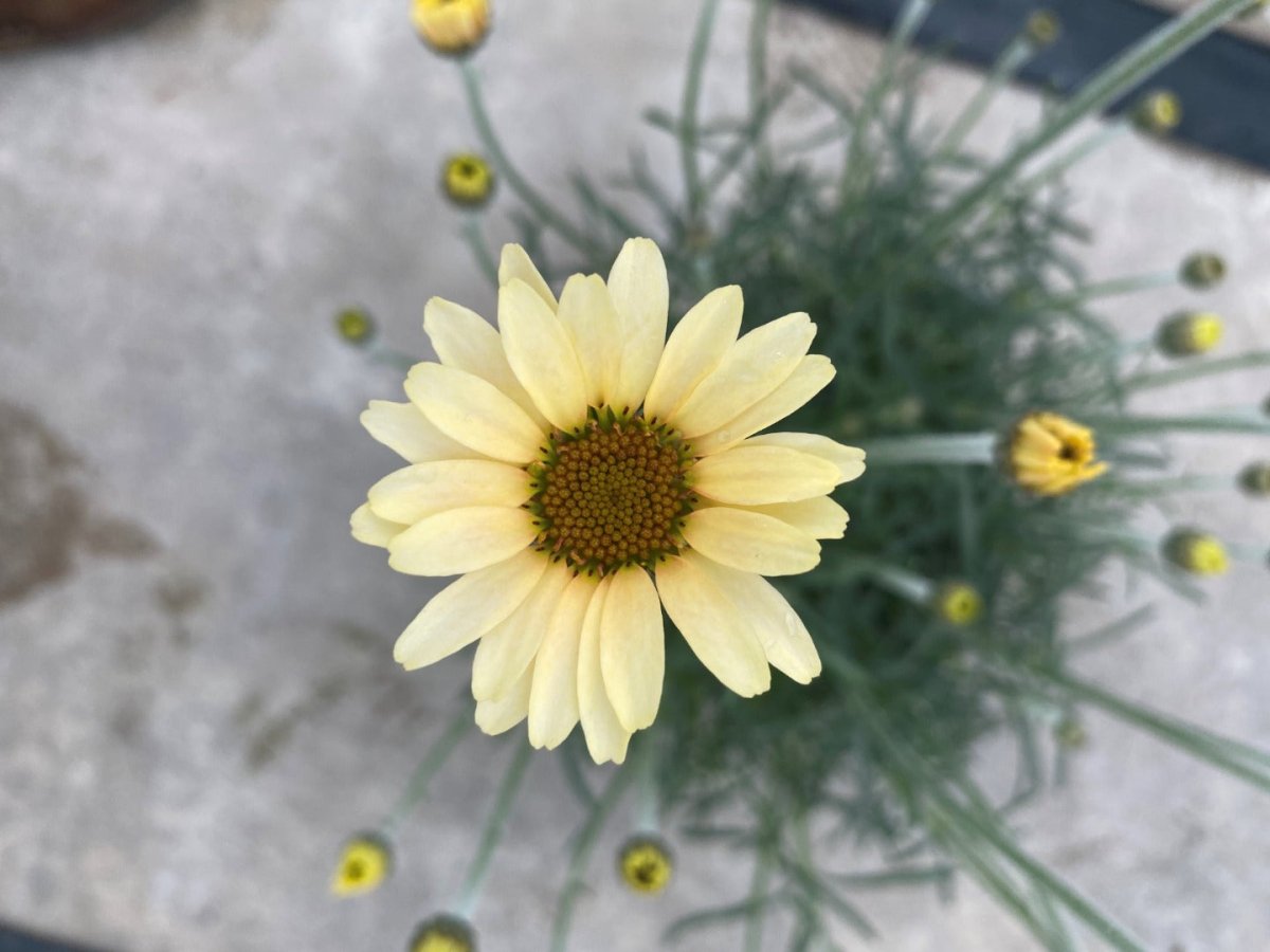 Margareta marocană galbenă - Rhodanthemum hosmariense Zagora® Yellow - DocaPerene