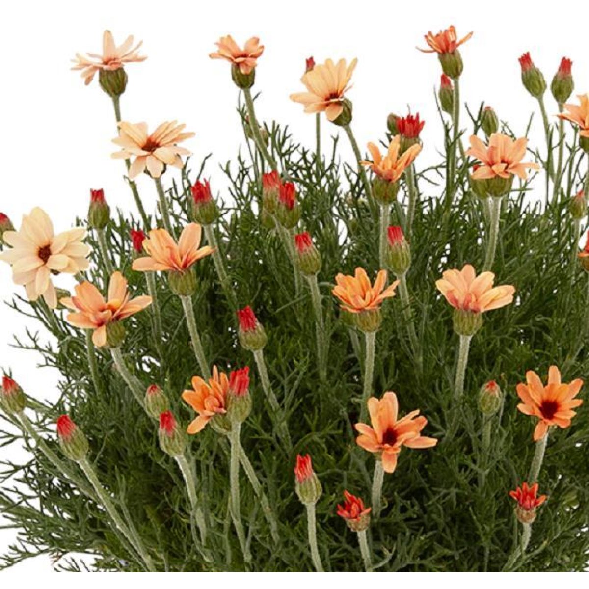 Margareta marocană portocalie - Rhodanthemum hosmariense Zagora® Orange - DocaPerene
