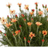 Margareta marocană portocalie - Rhodanthemum hosmariense Zagora® Orange - DocaPerene