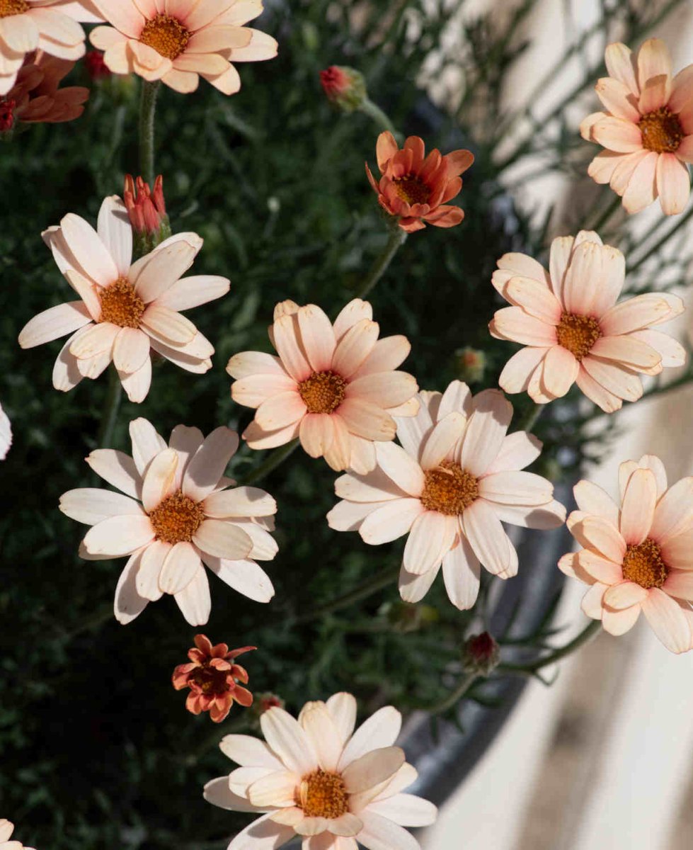 Margareta marocană portocalie - Rhodanthemum hosmariense Zagora® Orange - DocaPerene