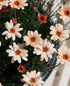 Margareta marocană portocalie - Rhodanthemum hosmariense Zagora® Orange - DocaPerene