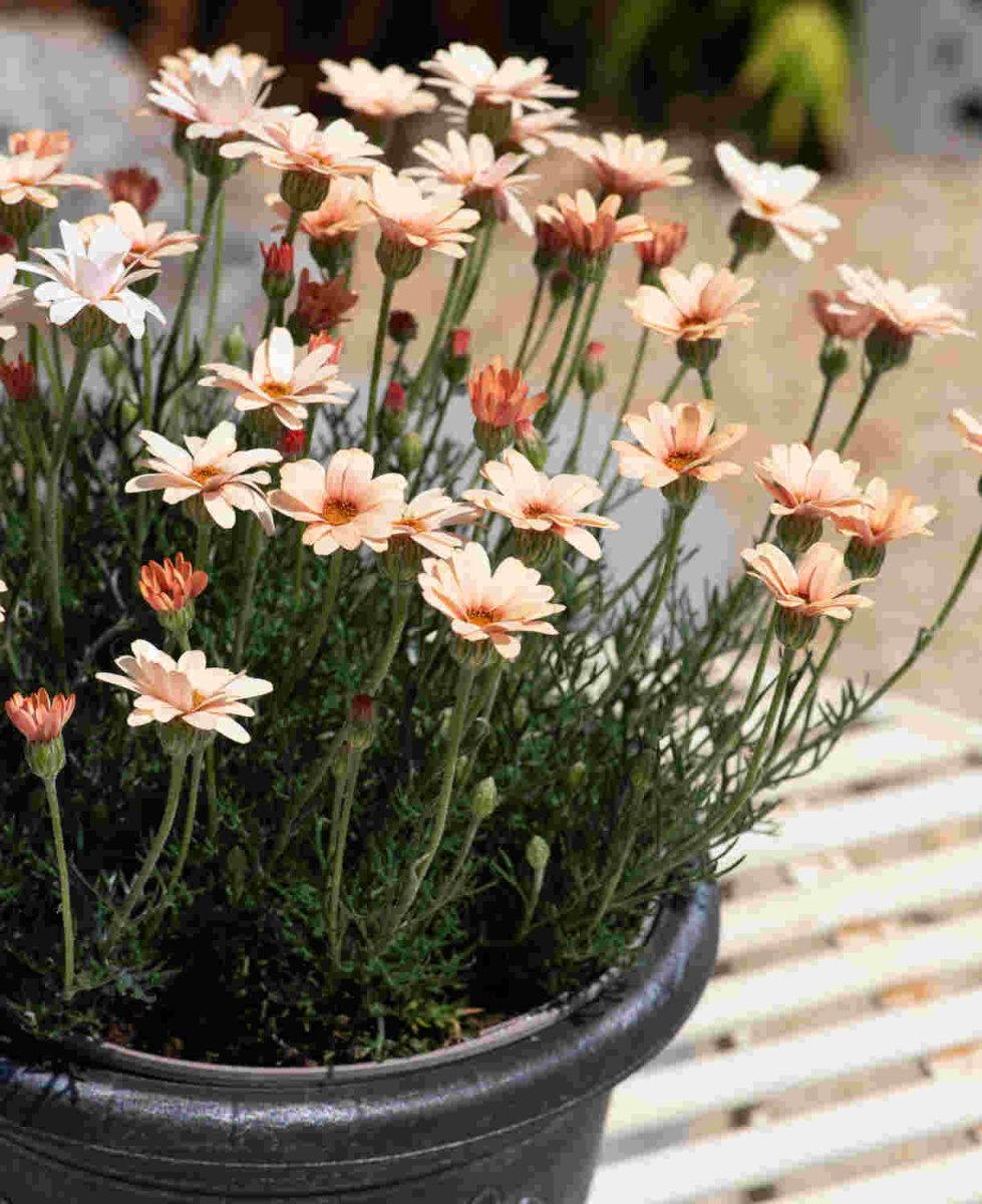 Margareta marocană portocalie - Rhodanthemum hosmariense Zagora® Orange - DocaPerene