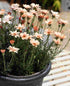Margareta marocană portocalie - Rhodanthemum hosmariense Zagora® Orange - DocaPerene