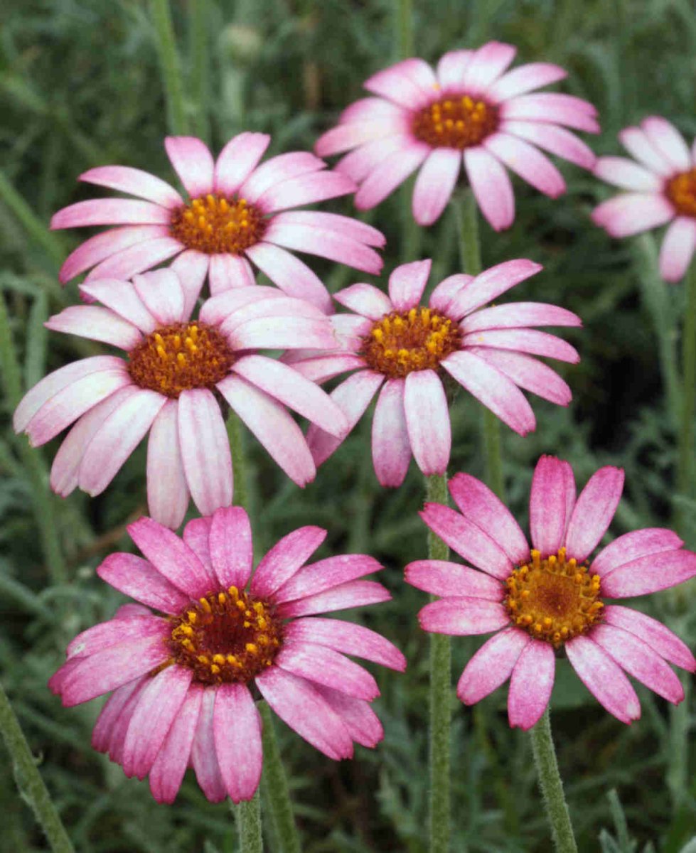 Margareta marocană roz - Rhodanthemum hosmariense Zagora® Pink - DocaPerene