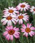 Margareta marocană roz - Rhodanthemum hosmariense Zagora® Pink - DocaPerene