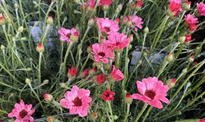 Margareta marocană roz - Rhodanthemum hosmariense Zagora® Pink - DocaPerene