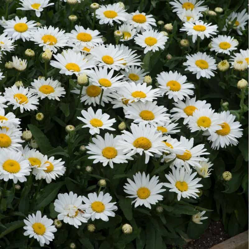Margarete - Leucanthemum maximum Madonna - DocaPerene