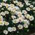 Margarete - Leucanthemum maximum Madonna - DocaPerene