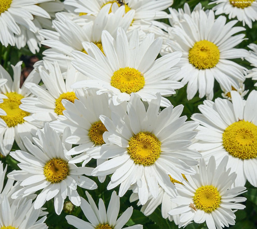 Margarete - Leucanthemum maximum Madonna - DocaPerene
