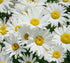 Margarete - Leucanthemum maximum Madonna - DocaPerene