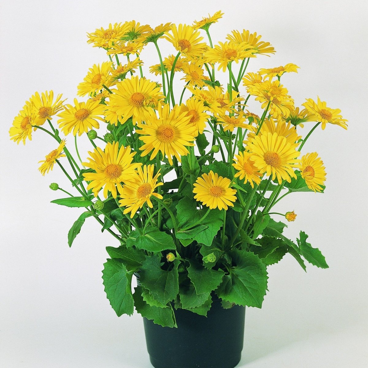 Margarete orientale - Doronicum orientale Leonardo™ Compact - DocaPerene