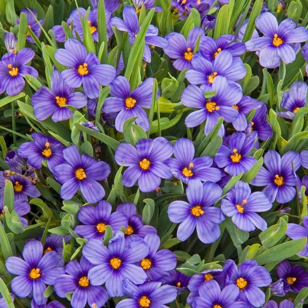 Iarbă cu flori albastre - Sisyrinchium Mody Blues