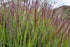 Mei purpuriu - Panicum virgatum Shenandoah - DocaPerene