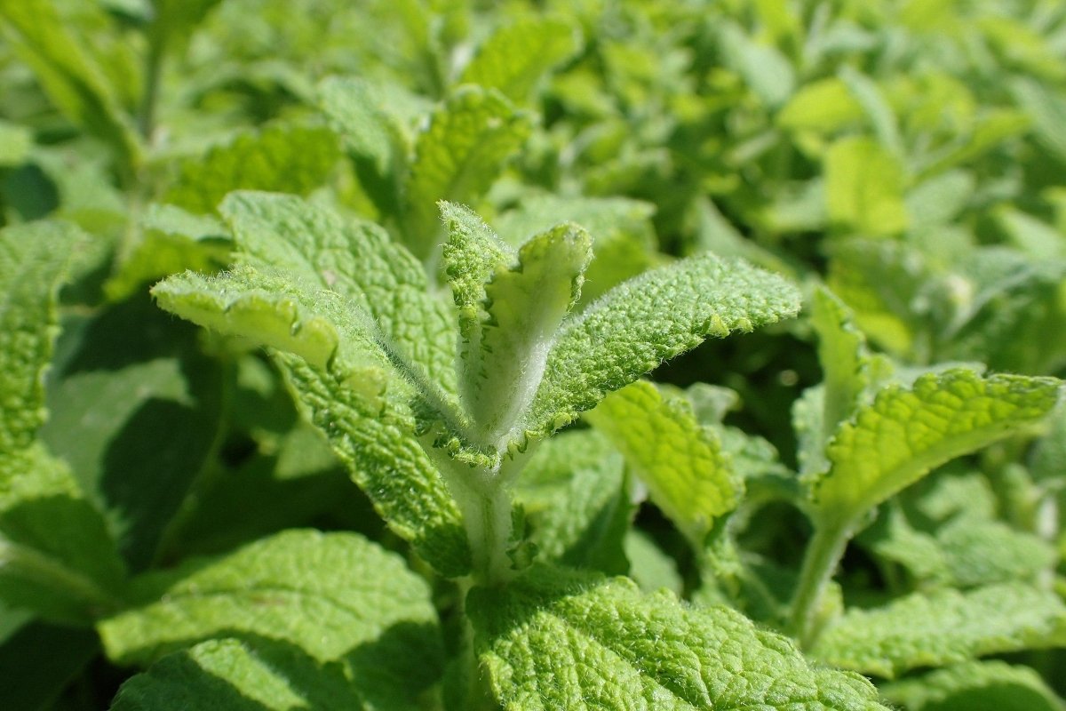 Menta Apple - Mentha suaveolens 'Apple Mint' - DocaPerene
