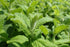 Menta Apple - Mentha suaveolens 'Apple Mint' - DocaPerene