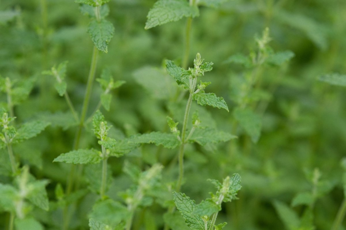 Menta căpșune - Mentha arvensis Strawberry Mint - DocaPerene